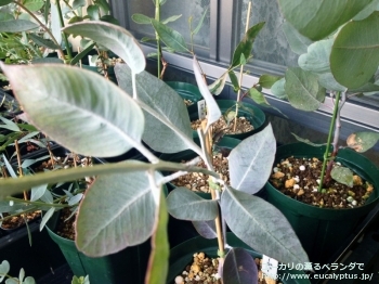 ウッドワーディ (Eucalyptus woodwardii)