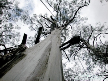 レグナンス (Eucalyptus regnans)