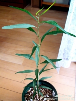 ポリブラクテア (Eucalyptus polybractea)