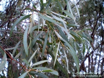 ポリブラクテア (Eucalyptus polybractea)