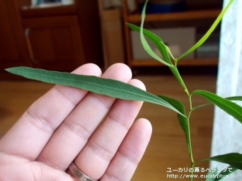 ポリブラクテア (Eucalyptus polybractea)