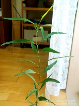 ポリブラクテア (Eucalyptus polybractea)