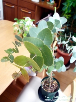 fancyboxガモフィラ(Eucalyptus gamophylla)の画像1