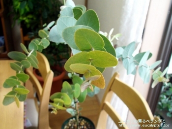 ガモフィラ (Eucalyptus gamophylla)