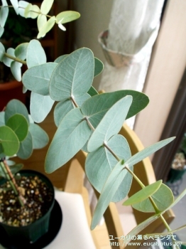 ガモフィラ (Eucalyptus gamophylla)