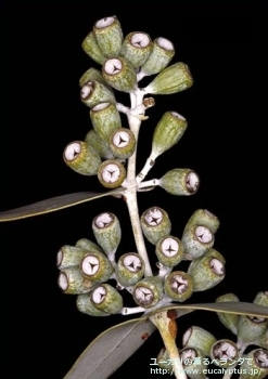 ガモフィラ (Eucalyptus gamophylla)