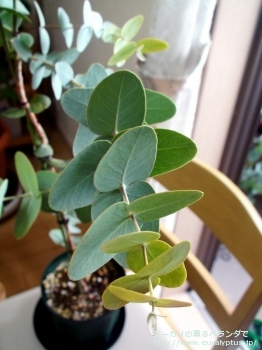 ガモフィラ (Eucalyptus gamophylla)