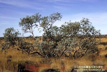 fancyboxガモフィラ(Eucalyptus gamophylla)の画像3