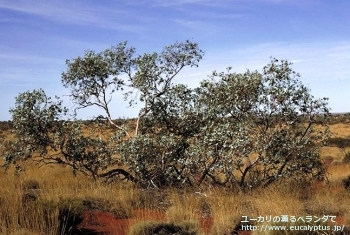 ガモフィラ (Eucalyptus gamophylla)