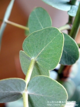 ガモフィラ (Eucalyptus gamophylla)