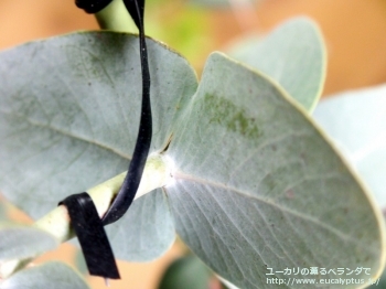 ガモフィラ (Eucalyptus gamophylla)