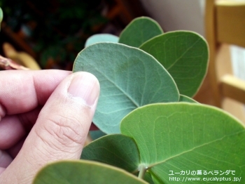 ガモフィラ (Eucalyptus gamophylla)