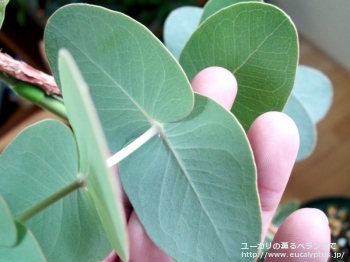 ガモフィラ (Eucalyptus gamophylla)