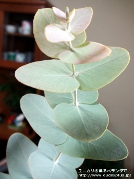 fancyboxガモフィラ(Eucalyptus gamophylla)の画像8