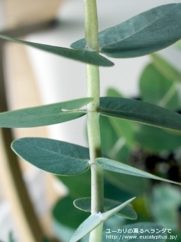 fancyboxガモフィラ(Eucalyptus gamophylla)の画像9