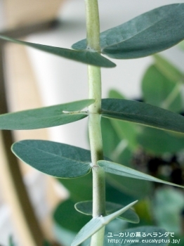 ガモフィラ (Eucalyptus gamophylla)