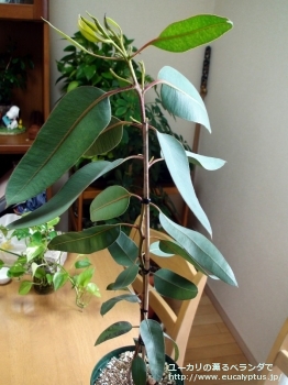 fancyboxテトラプテラ(Eucalyptus tetraptera)の画像1