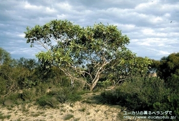 テトラプテラ (Eucalyptus tetraptera)