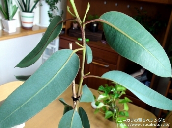 fancyboxテトラプテラ(Eucalyptus tetraptera)の画像2