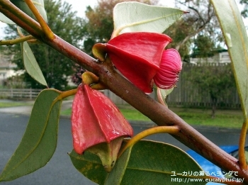 テトラプテラ (Eucalyptus tetraptera)