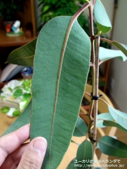 fancyboxテトラプテラ(Eucalyptus tetraptera)の画像4