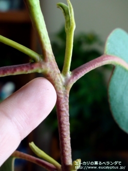 テトラプテラ (Eucalyptus tetraptera)