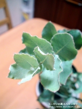 ゴンギロカルパ (Eucalyptus gongylocarpa)