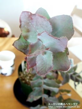 fancyboxゴンギロカルパ(Eucalyptus gongylocarpa)の画像11