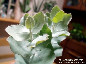 fancyboxゴンギロカルパ(Eucalyptus gongylocarpa)の画像2