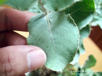 fancyboxゴンギロカルパ(Eucalyptus gongylocarpa)の画像3