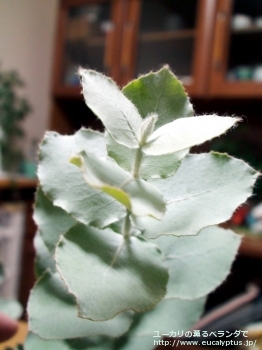 ゴンギロカルパ (Eucalyptus gongylocarpa)