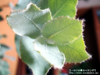 fancyboxゴンギロカルパ(Eucalyptus gongylocarpa)の画像6