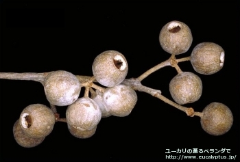 fancyboxゴンギロカルパ(Eucalyptus gongylocarpa)の画像8