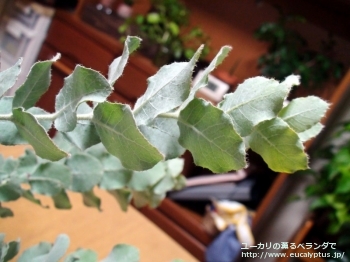 ゴンギロカルパ (Eucalyptus gongylocarpa)