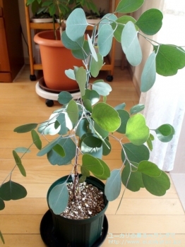 ポリアンセモス・ベスティタ (Eucalyptus polyanthemos ssp. vestita)