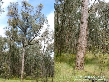 ポリアンセモス・ベスティタ (Eucalyptus polyanthemos ssp. vestita)