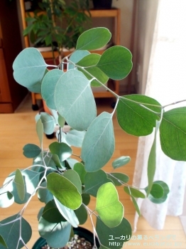 fancyboxポリアンセモス・ベスティタ(Eucalyptus polyanthemos ssp. vestita)の画像11