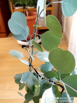 ポリアンセモス・ベスティタ (Eucalyptus polyanthemos ssp. vestita)