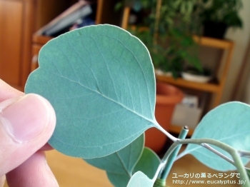 ポリアンセモス・ベスティタ (Eucalyptus polyanthemos ssp. vestita)