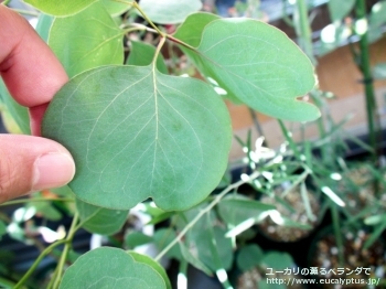 fancyboxポリアンセモス・ベスティタ(Eucalyptus polyanthemos ssp. vestita)の画像4