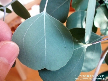 ポリアンセモス・ベスティタ (Eucalyptus polyanthemos ssp. vestita)