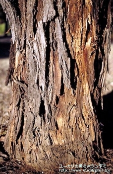 ポリアンセモス (Eucalyptus polyanthemos ssp. polyanthemos)