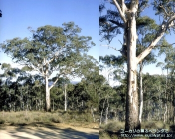 fancyboxポリアンセモス・ベスティタ(Eucalyptus polyanthemos ssp. vestita)の画像8
