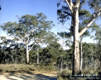 ポリアンセモス (Eucalyptus polyanthemos ssp. polyanthemos)