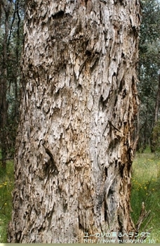 ポリアンセモス・ベスティタ (Eucalyptus polyanthemos ssp. vestita)