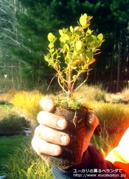 ベルニコサ (Eucalyptus vernicosa)