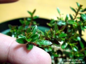 ベルニコサ (Eucalyptus vernicosa)