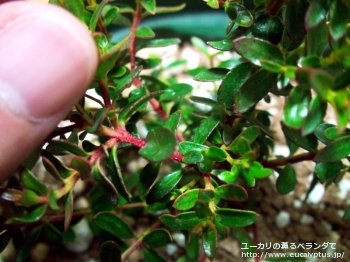 ベルニコサ (Eucalyptus vernicosa)