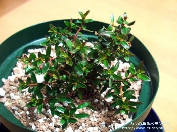 fancyboxベルニコサ(Eucalyptus vernicosa)の画像7