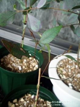 マクランドラ (Eucalyptus macrandra)